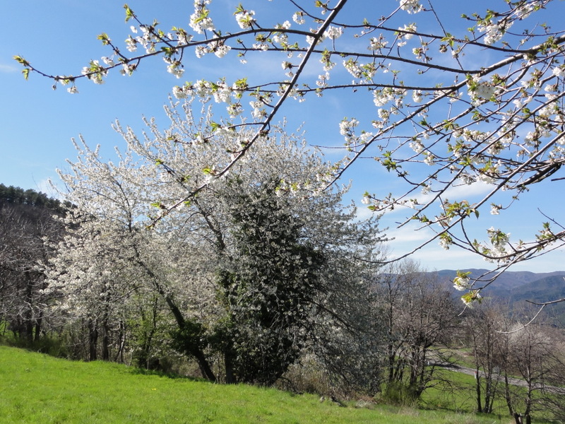 merisier en fleur