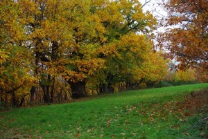 Fields in automn