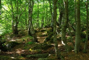 Sous bois du mont lozere